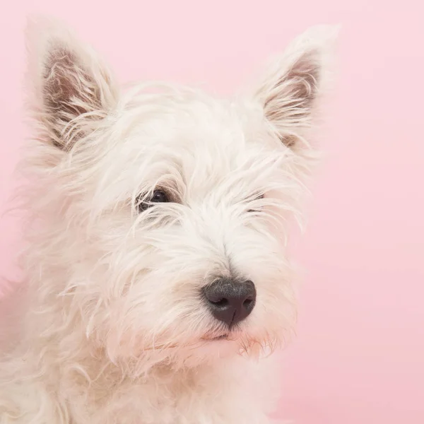 West highland white terrier valp — Stockfoto