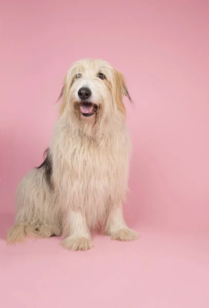 Old dog on pink — Stock Photo, Image