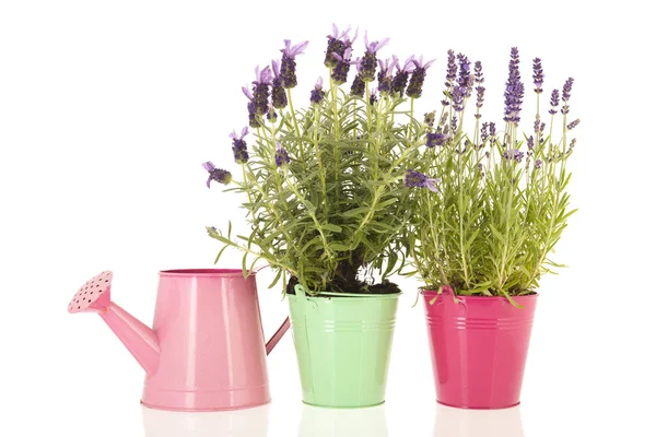 Två olika lavendel — Stockfoto