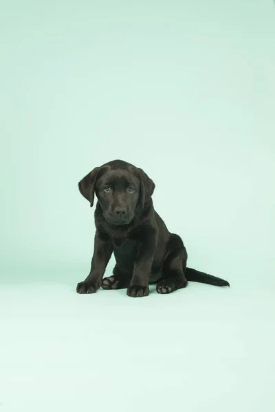 Chocolate Labrador puppy on green background — Stock Photo, Image