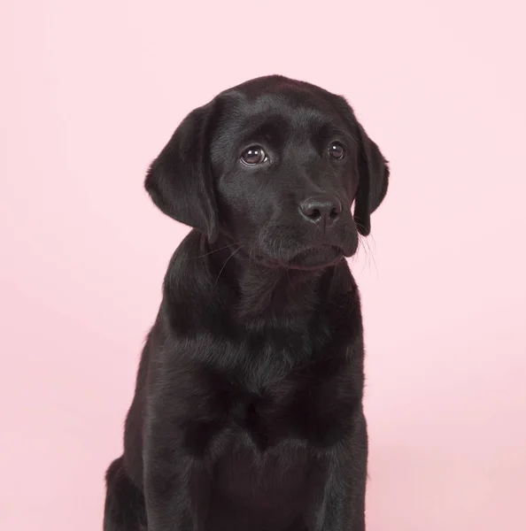 Choklad Labrador valp på rosa bakgrund — Stockfoto