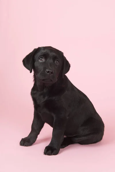 Pembe bir arka plan üzerinde çikolata Labrador köpek yavrusu — Stok fotoğraf