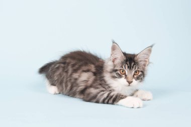 Maine coon kedi mavi