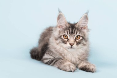Maine coon yavru kedi mavi döşeme