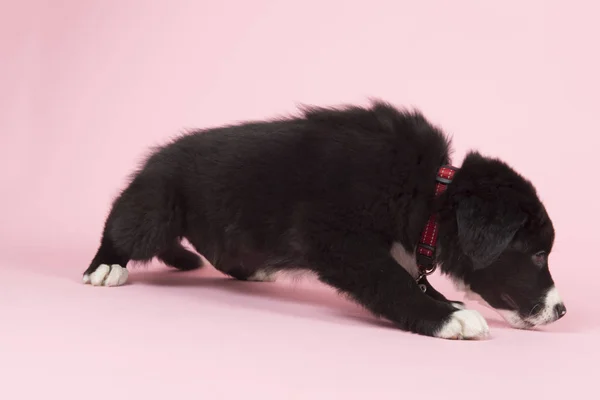 Frontera Collie cachorro en rosa —  Fotos de Stock