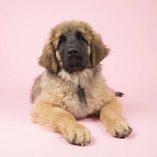Leonberger cucciolo su rosa — Foto Stock