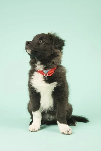 Croce razza Border Collie cucciolo su verde — Foto Stock
