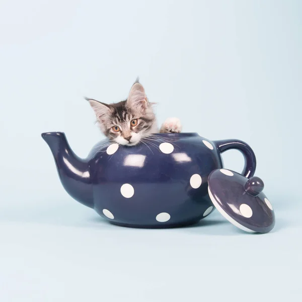 Maine coon kitten in tea pot — Stock Photo, Image