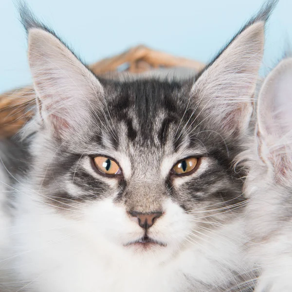 Maine coon chaton portrait dans panier — Photo