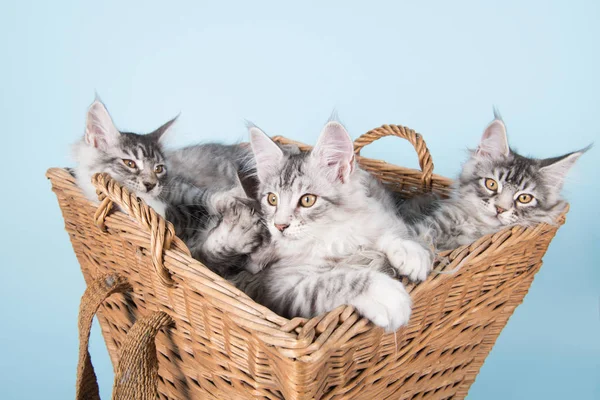 Maine coon kittens in basket — Zdjęcie stockowe