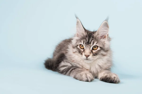 Maine coon gatito poniendo en azul — Foto de Stock