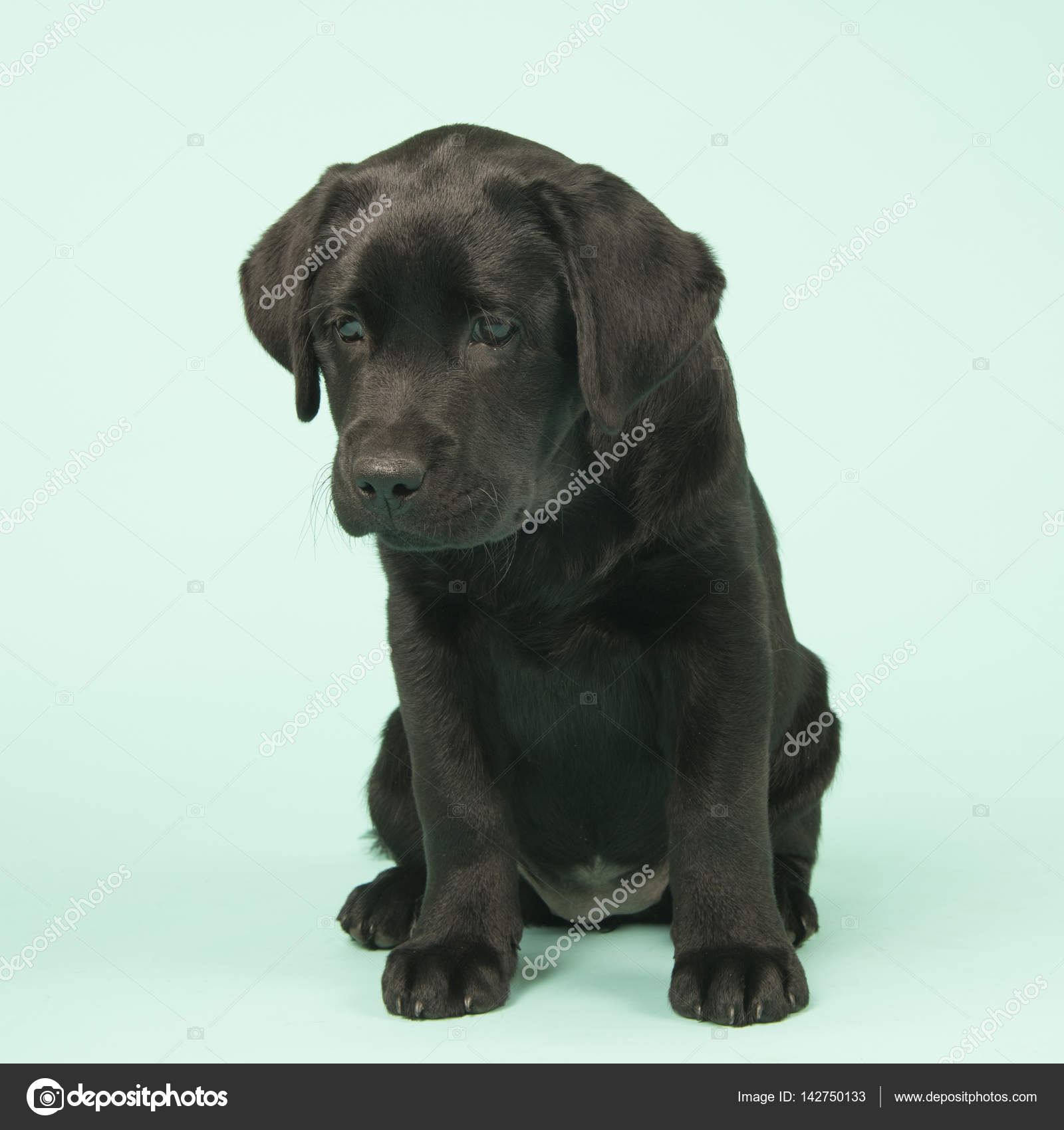 緑の背景にチョコレートのラブラドール子犬 ストック写真 C Ivonnewierink