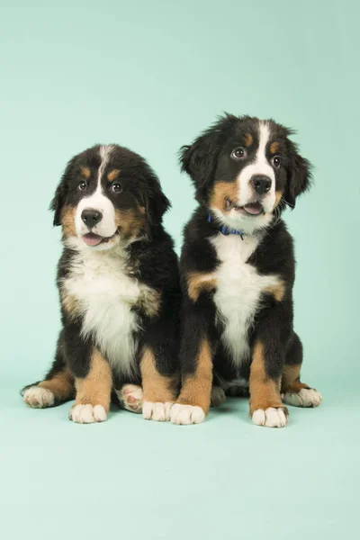 Lindo Bernese perros de montaña cachorros sobre fondo verde —  Fotos de Stock