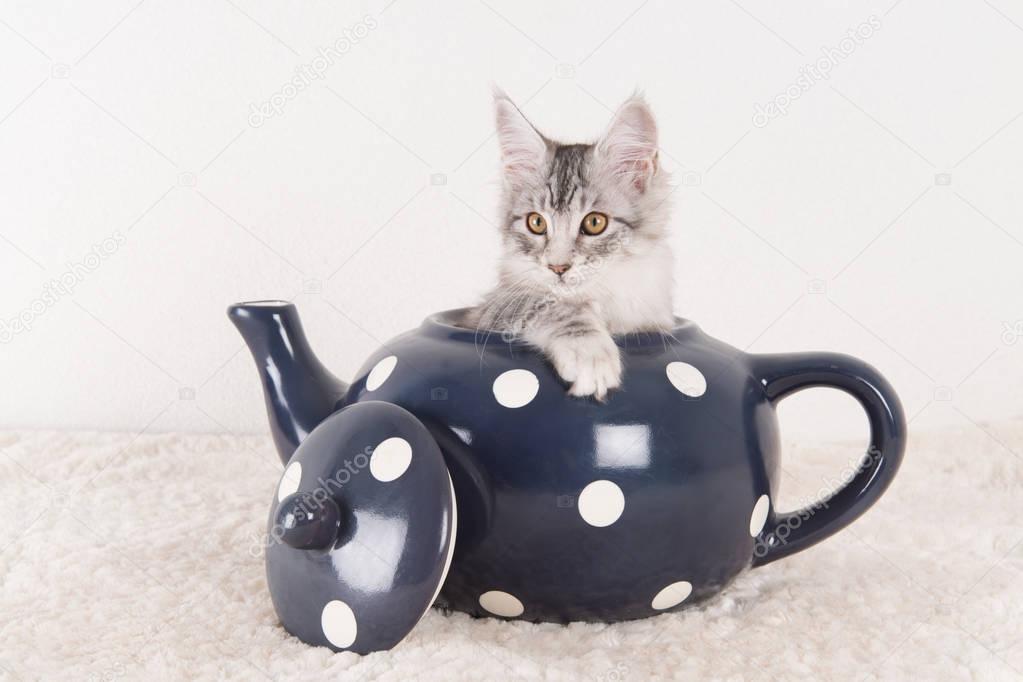 Maine coon kitten in tea pot