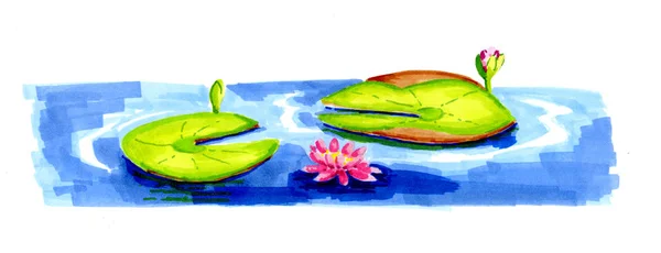 Иллюстрационные водяные лилии в озере — стоковое фото