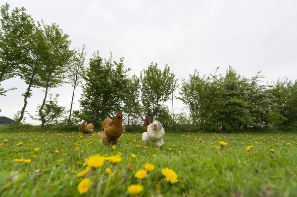 Hühner im Gras — Stockfoto