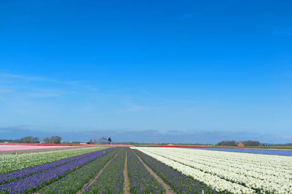 Holländische Landschaft mit Blumenzwiebeln — Stockfoto