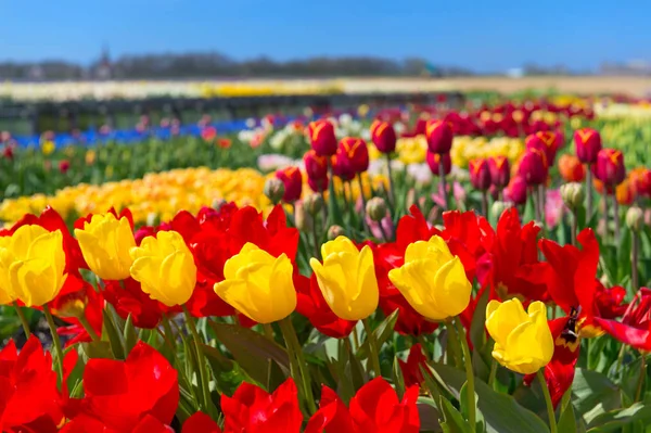 Paisaje holandés con tulipanes coloridos en los campos — Foto de Stock