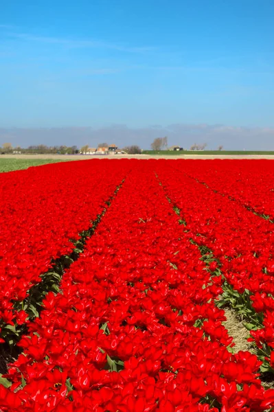 Dutch landscape with red tulips — Stock Photo, Image