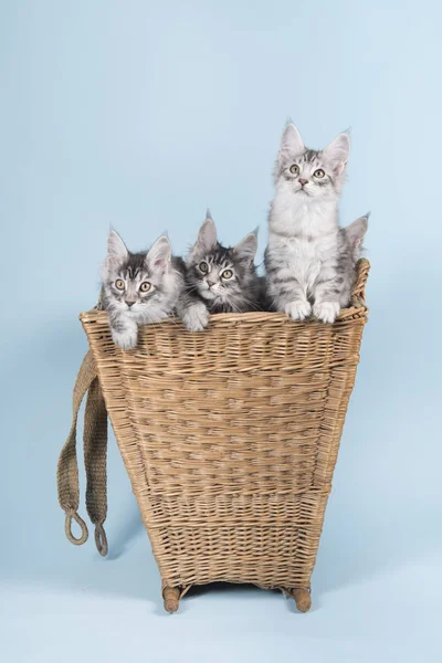 Maine coon kiscicák kosár — Stock Fotó