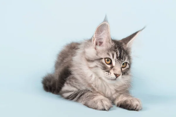 Maine coon kitten laying on blue — Stock Photo, Image