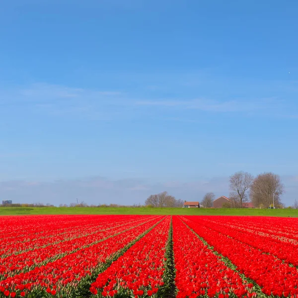 Paysage néerlandais avec tulipes rouges — Photo