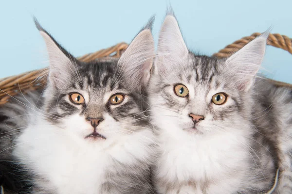 Maine coon kittens on blue — Stock Photo, Image