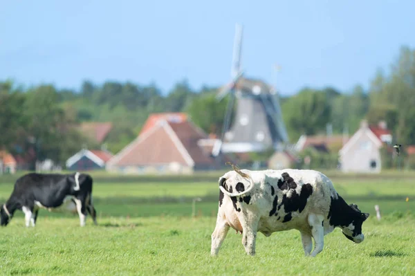 Vacas en el paisaje holandés en Holanda — Foto de Stock