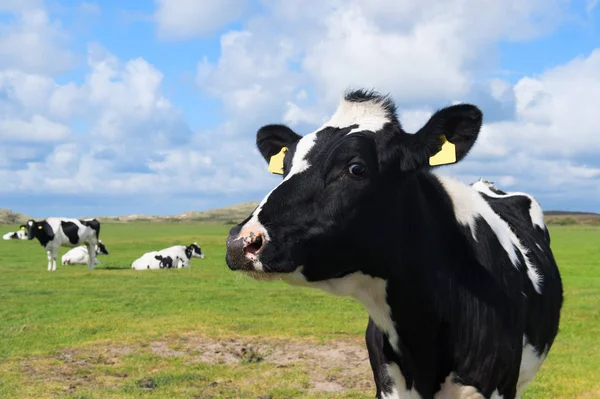 Vacca in Olanda — Foto Stock