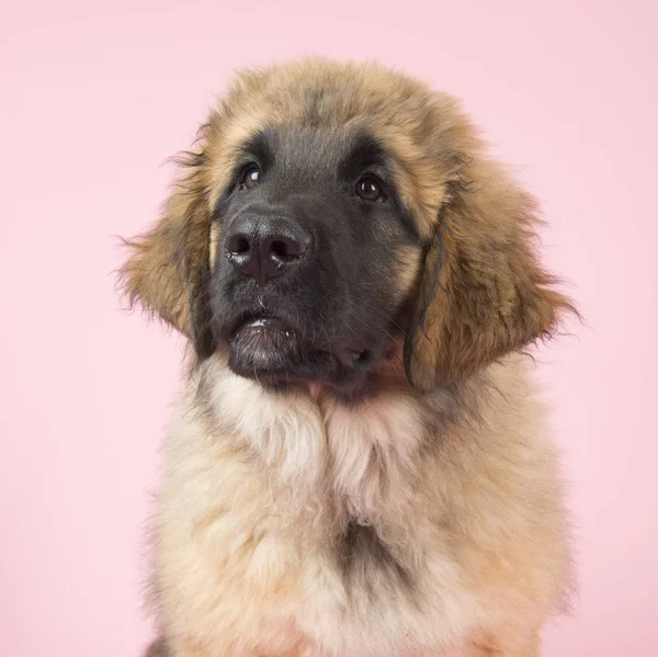 Leonberger 上粉红色的小狗 — 图库照片