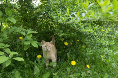 Kırmızı kedi Bush