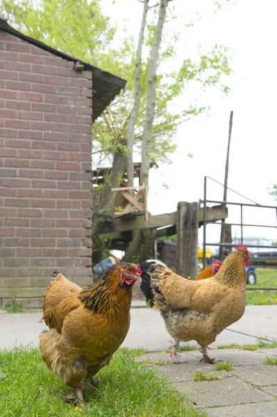 Kycklingar i gräs — Stockfoto