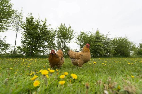 Hühner im Gras — Stockfoto