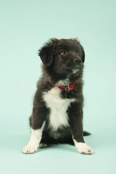 Cross breed Border Collie puppy on green — Stock Photo, Image