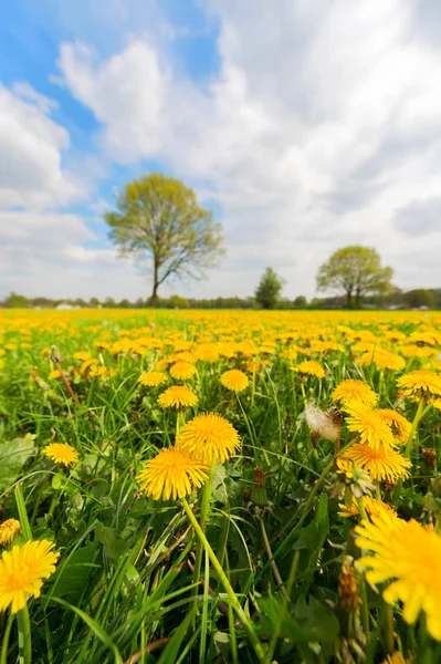 Paardebloemen in landschap — Stockfoto