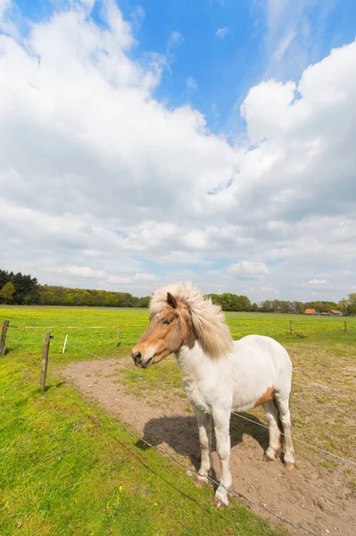 Vita hästen i ängar — Stockfoto