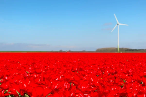 Paisagem holandesa com tulipas vermelhas — Fotografia de Stock