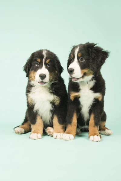 Lindo Bernese perros de montaña cachorros sobre fondo verde —  Fotos de Stock