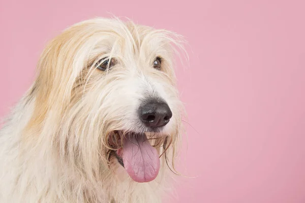 ピンクの老犬 — ストック写真