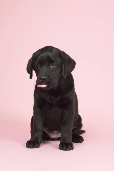 Chocolade Labrador pup op roze achtergrond — Stockfoto