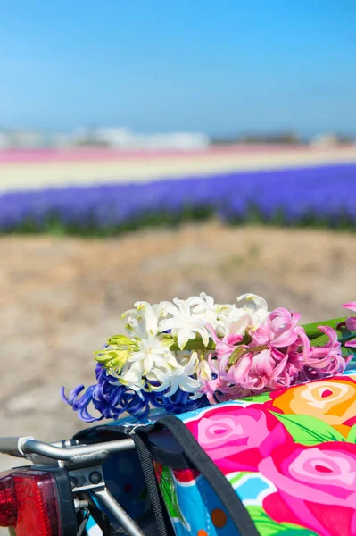 Paisaje holandés con bulbos de flores en bicicleta — Foto de Stock
