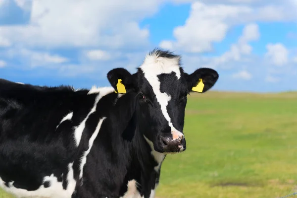 Vaca en Holanda — Foto de Stock