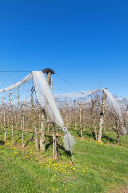 Meyve ağaçları, üretici