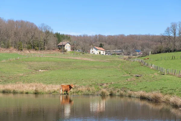 Limousin krávy v krajině — Stock fotografie