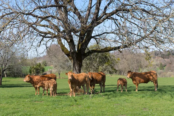 Vacas Limousin na paisagem — Fotografia de Stock