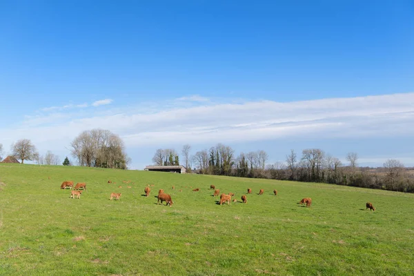 Limousin inekler peyzaj — Stok fotoğraf