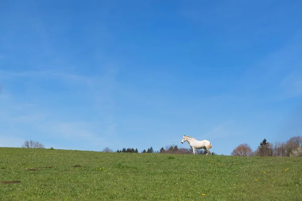 Cavallo bianco nel paesaggio — Foto Stock