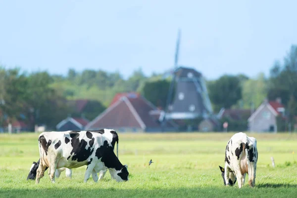 Αγελάδες σε ολλανδικό τοπίο στην Ολλανδία — Φωτογραφία Αρχείου
