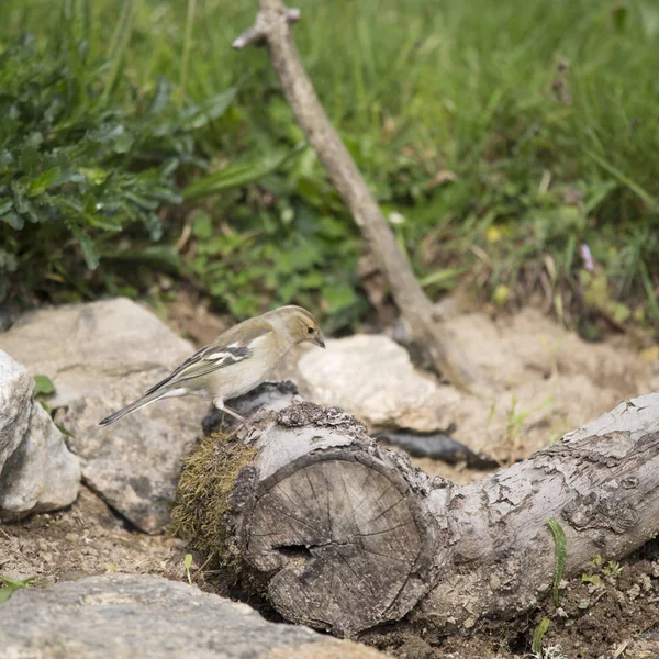 Bayan finch dalı — Stok fotoğraf