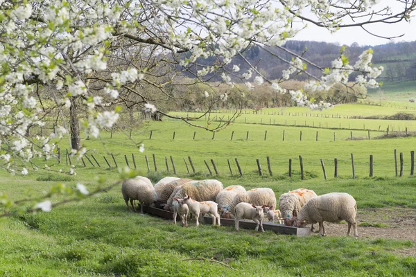 Ovejas en primavera — Foto de Stock